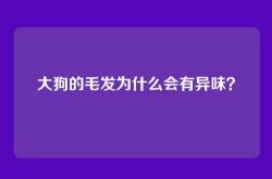 大狗的毛发为什么会有异味？