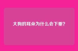 大狗的耳朵为什么会下垂？