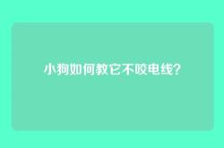 小狗如何教它不咬电线？