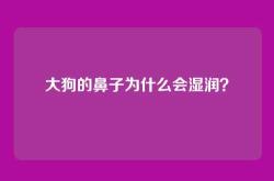 大狗的鼻子为什么会湿润？