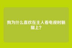 狗为什么喜欢在主人看电视时躺腿上？