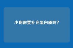 小狗需要补充蛋白质吗？