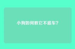 小狗如何教它不追车？