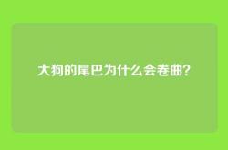大狗的尾巴为什么会卷曲？