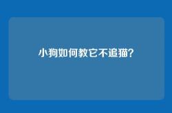 小狗如何教它不追猫？