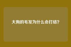 大狗的毛发为什么会打结？