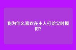 狗为什么喜欢在主人打哈欠时模仿？
