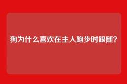 狗为什么喜欢在主人跑步时跟随？