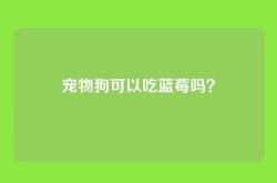 宠物狗可以吃蓝莓吗？