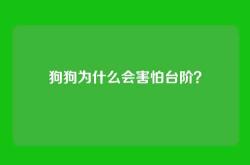 狗狗为什么会害怕台阶？