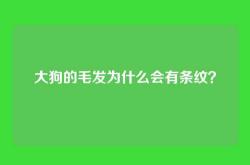 大狗的毛发为什么会有条纹？