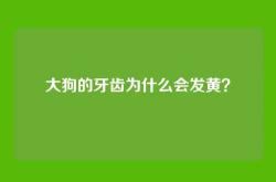 大狗的牙齿为什么会发黄？