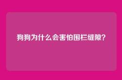 狗狗为什么会害怕围栏缝隙？