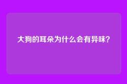 大狗的耳朵为什么会有异味？