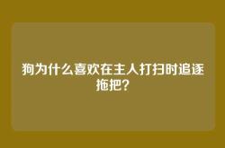 狗为什么喜欢在主人打扫时追逐拖把？