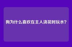 狗为什么喜欢在主人浇花时玩水？