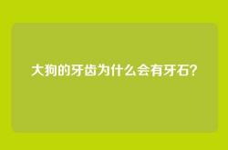 大狗的牙齿为什么会有牙石？