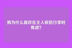 狗为什么喜欢在主人收拾行李时焦虑？