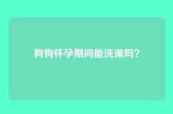 狗狗怀孕期间能洗澡吗？