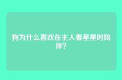 狗为什么喜欢在主人看星星时陪伴？