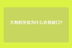 大狗的牙齿为什么会有缺口？