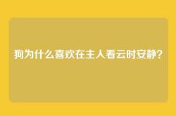 狗为什么喜欢在主人看云时安静？