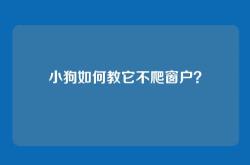 小狗如何教它不爬窗户？