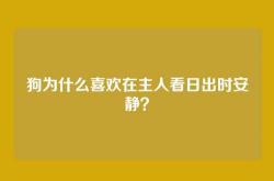 狗为什么喜欢在主人看日出时安静？