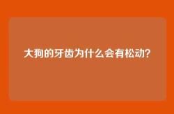 大狗的牙齿为什么会有松动？