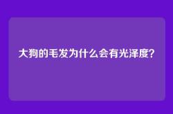 大狗的毛发为什么会有光泽度？