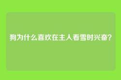 狗为什么喜欢在主人看雪时兴奋？