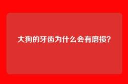 大狗的牙齿为什么会有磨损？