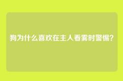 狗为什么喜欢在主人看雾时警惕？