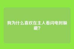 狗为什么喜欢在主人看闪电时躲藏？