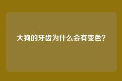 大狗的牙齿为什么会有变色？