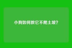 小狗如何教它不爬土坡？