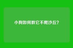 小狗如何教它不爬沙丘？