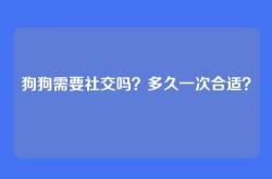 狗狗需要社交吗？多久一次合适？