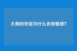 大狗的牙齿为什么会有敏感？