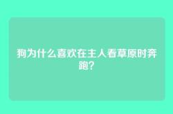 狗为什么喜欢在主人看草原时奔跑？
