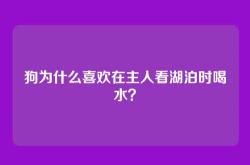 狗为什么喜欢在主人看湖泊时喝水？