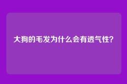 大狗的毛发为什么会有透气性？