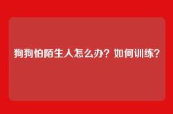 狗狗怕陌生人怎么办？如何训练？