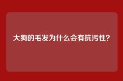 大狗的毛发为什么会有抗污性？