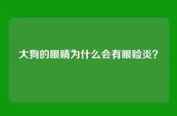 大狗的眼睛为什么会有眼睑炎？