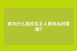 狗为什么喜欢在主人看码头时警惕？