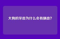 大狗的牙齿为什么会有龋齿？