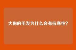 大狗的毛发为什么会有抗寒性？