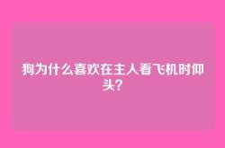 狗为什么喜欢在主人看飞机时仰头？