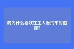 狗为什么喜欢在主人看汽车时追逐？